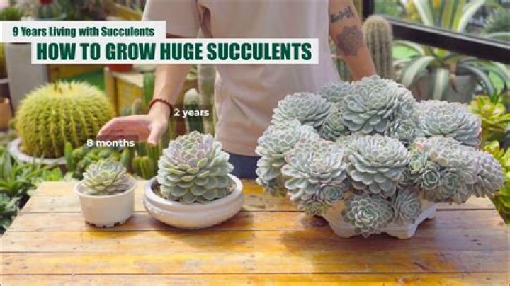 Should I separate my succulents?