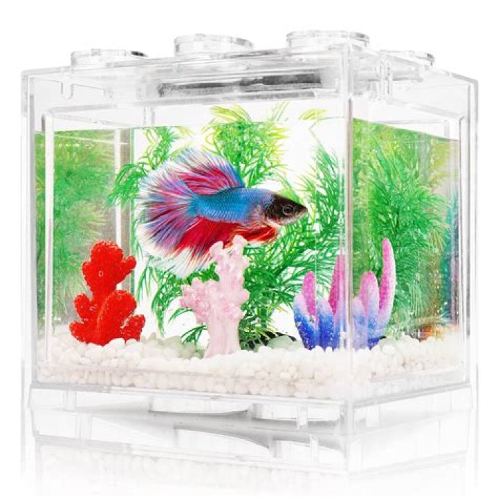 Should I turn my betta tank light off at night?
