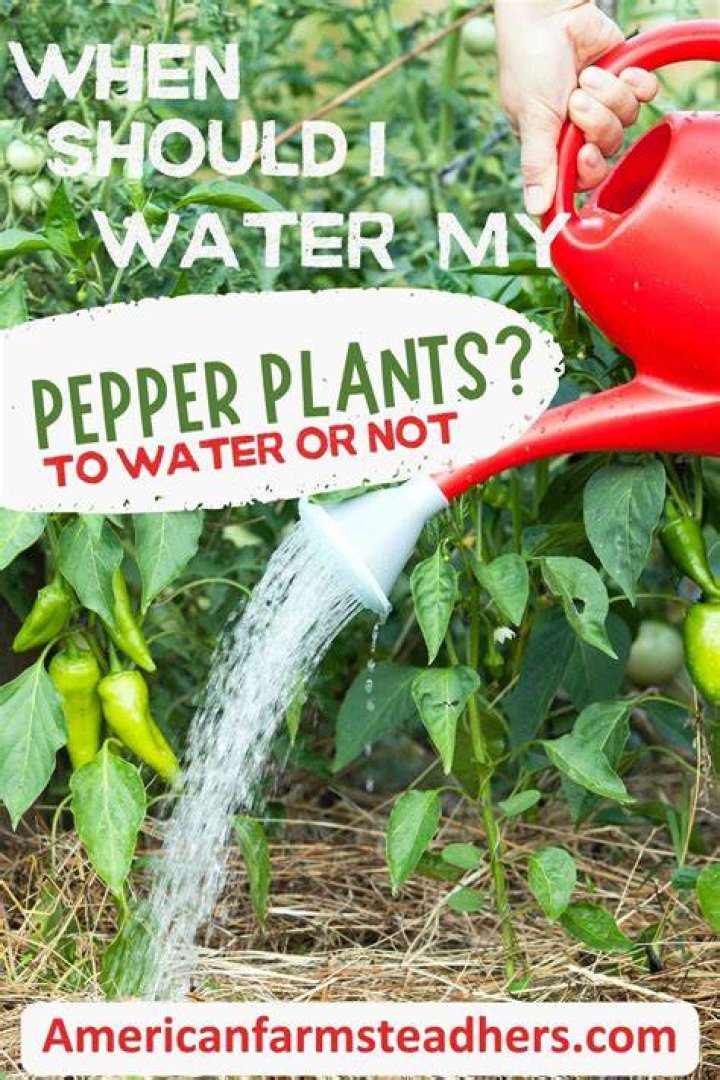Should I water my pepper plants every day?