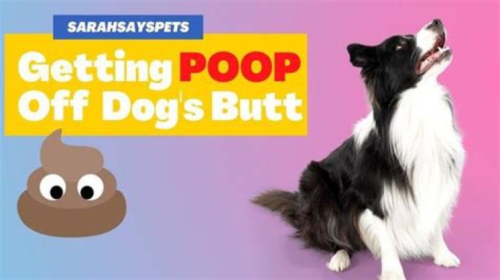 Should I wipe my dogs bum after poop?