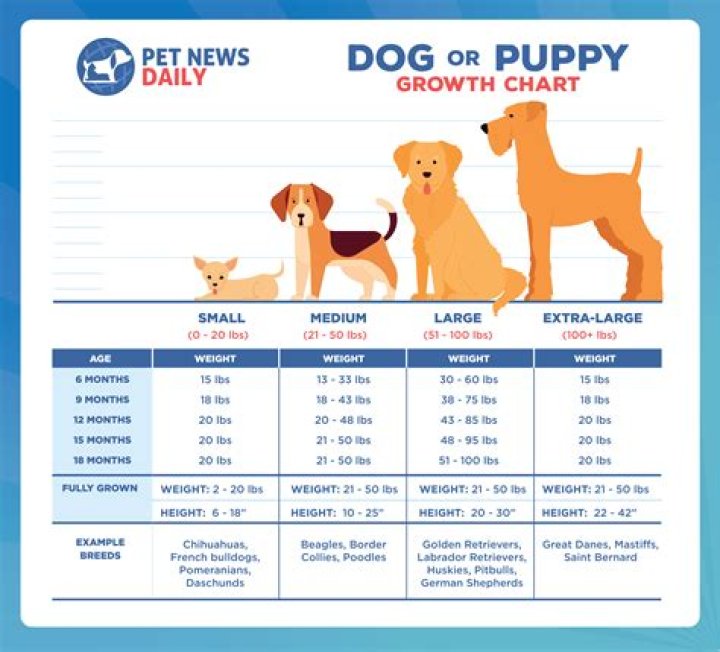 Should you get a puppy or an older dog?