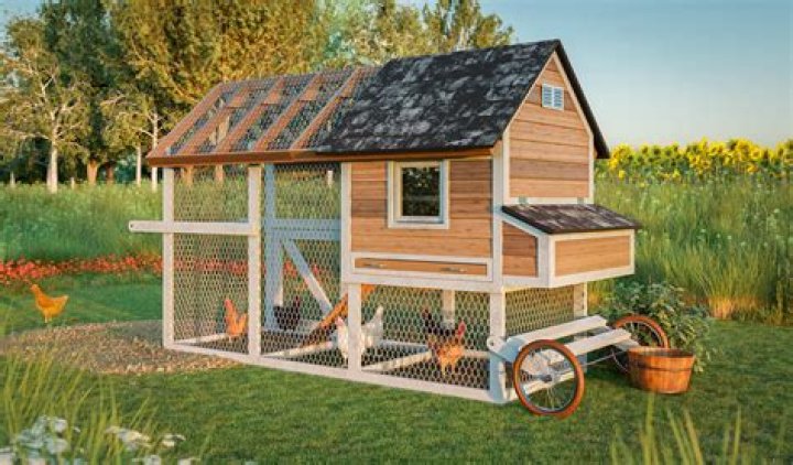 Should you leave a light on in a chicken coop?