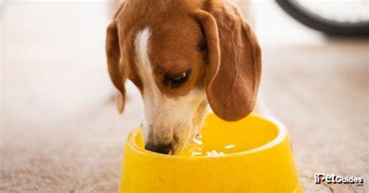 Should you put water in a dog crate during the day?