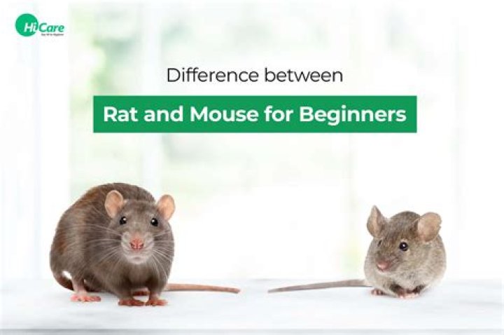 Was it a rat or a cat I saw palindrome?