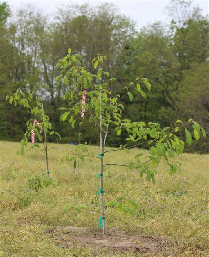What's a baby tree called?