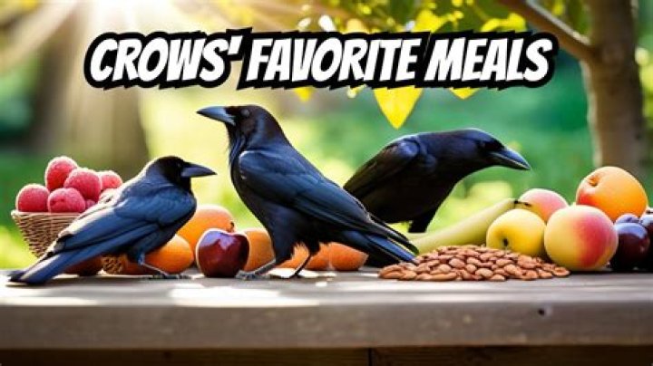 What's a crows favorite food?