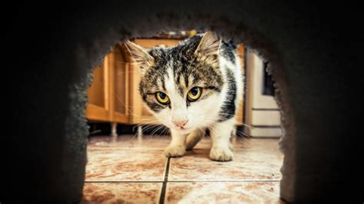 What's the best age to adopt a cat?