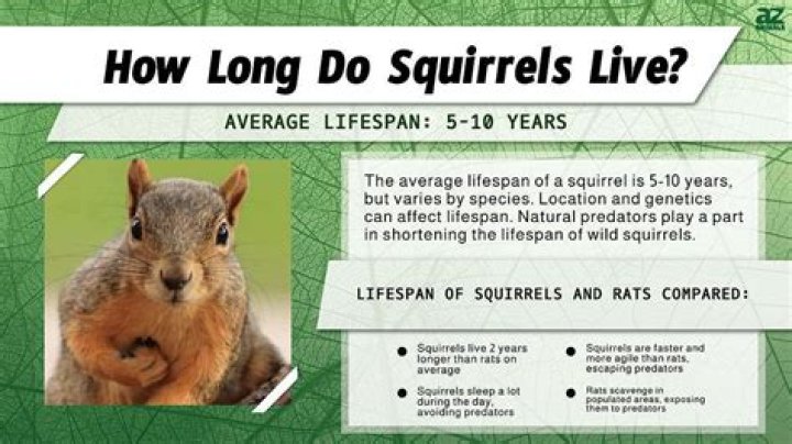 What's the lifespan of a squirrel?
