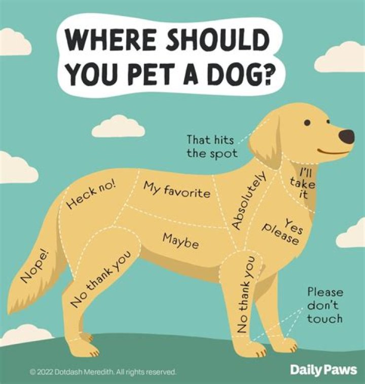What's the most common trick a pet dog can perform?