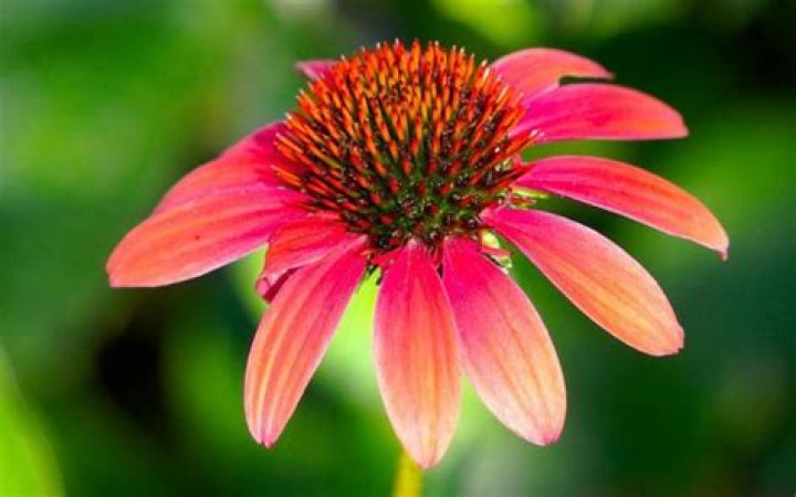 What's the most resilient flower?