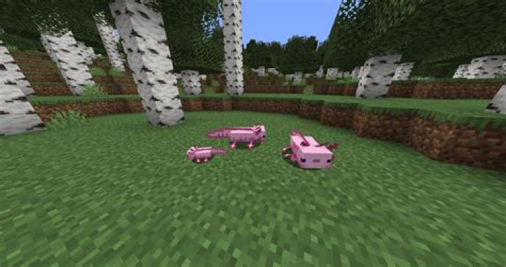 What's the rarest axolotl in Minecraft?