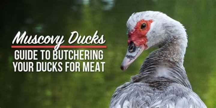 What age do you butcher a quail?