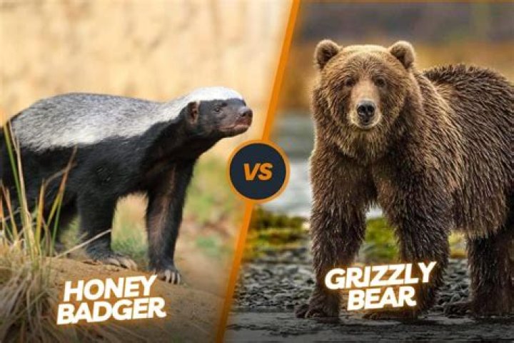What animal can beat a bear?