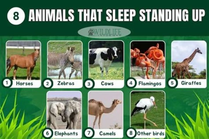 What animal can sleep standing up?