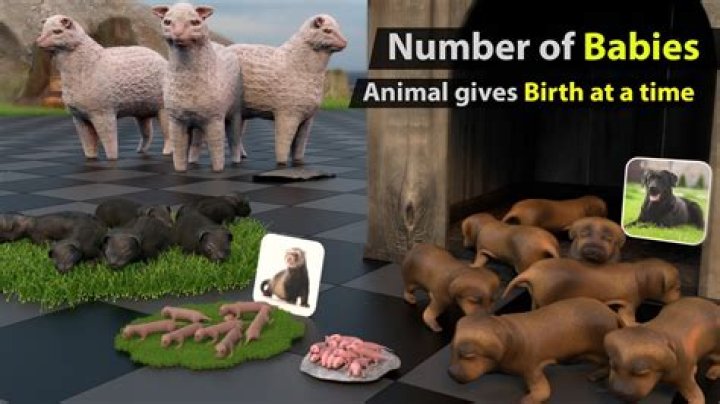 What animal gives birth without a mate?