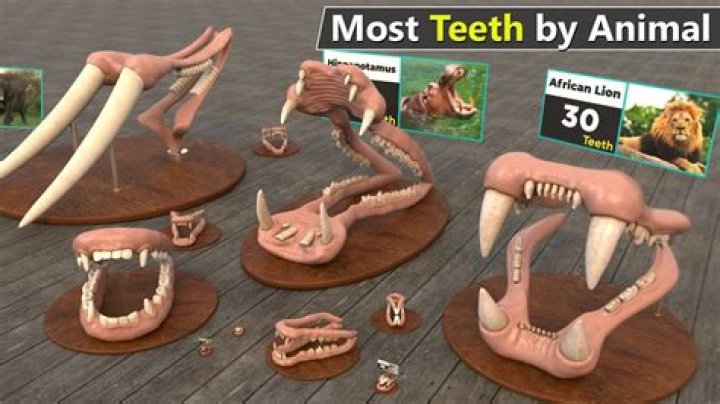 What animal has only one tooth?