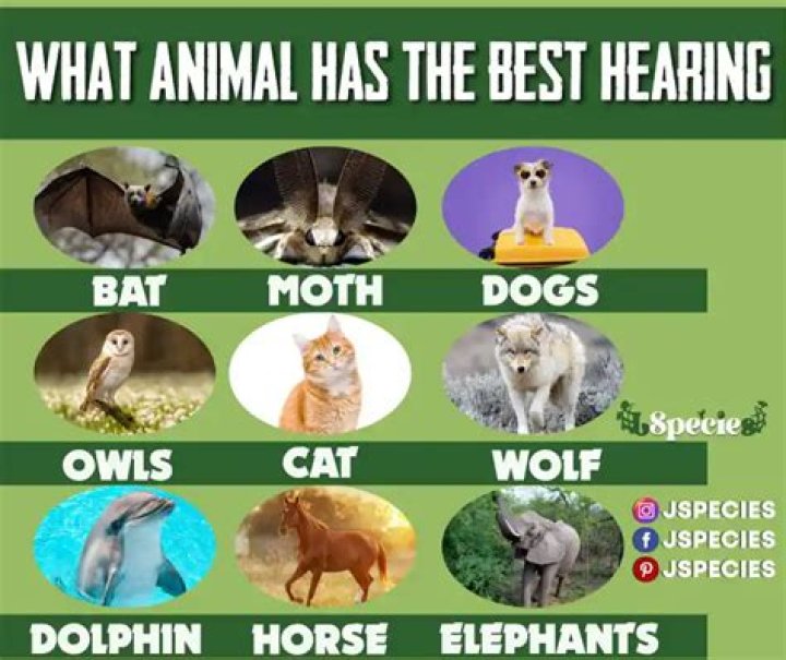 What animal has the greatest regeneration?