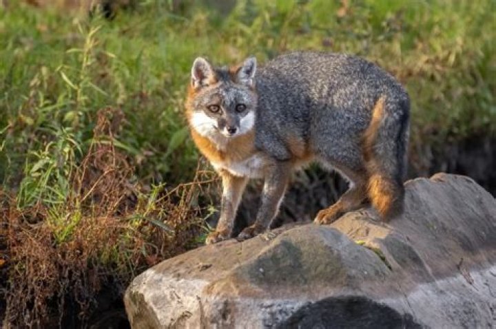 What animal looks like a fox but isn t?