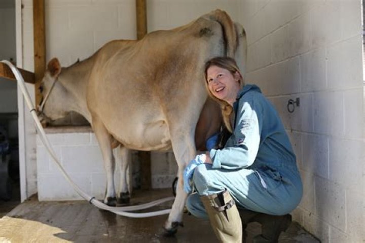 What animal was first human milked?