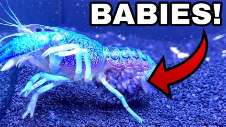 What are baby lobsters called?