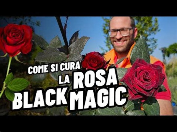 What are Black Magic roses?
