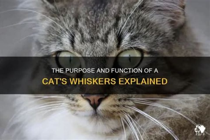 What are cats whiskers used for?