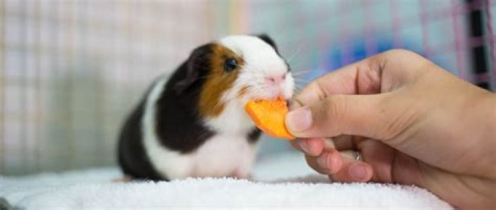 What are guinea pigs favorite snack?