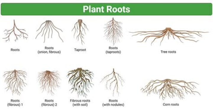 What are HCI roots?