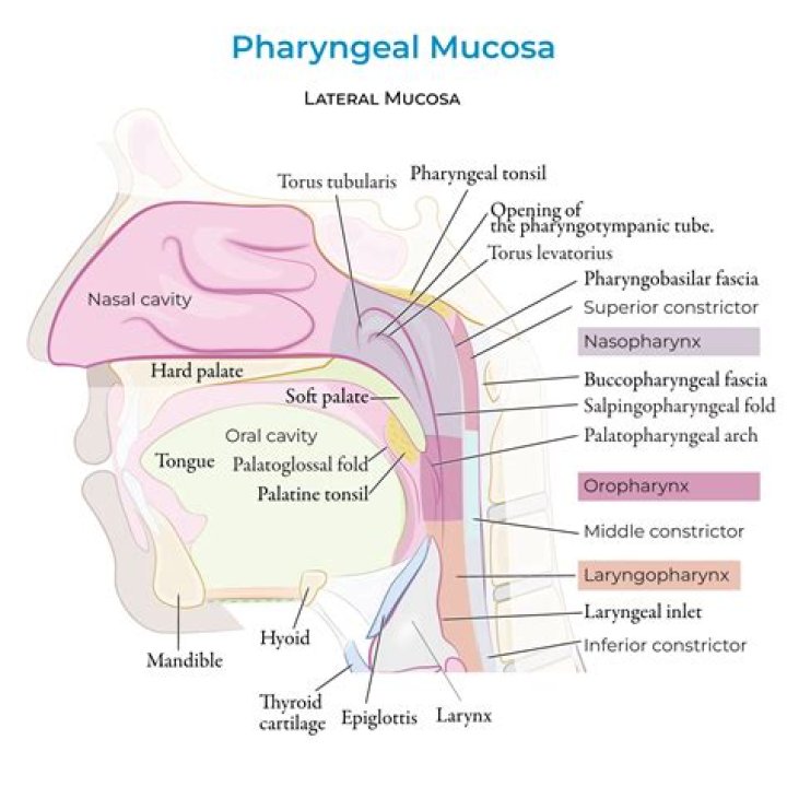 What are mucosal symptoms?