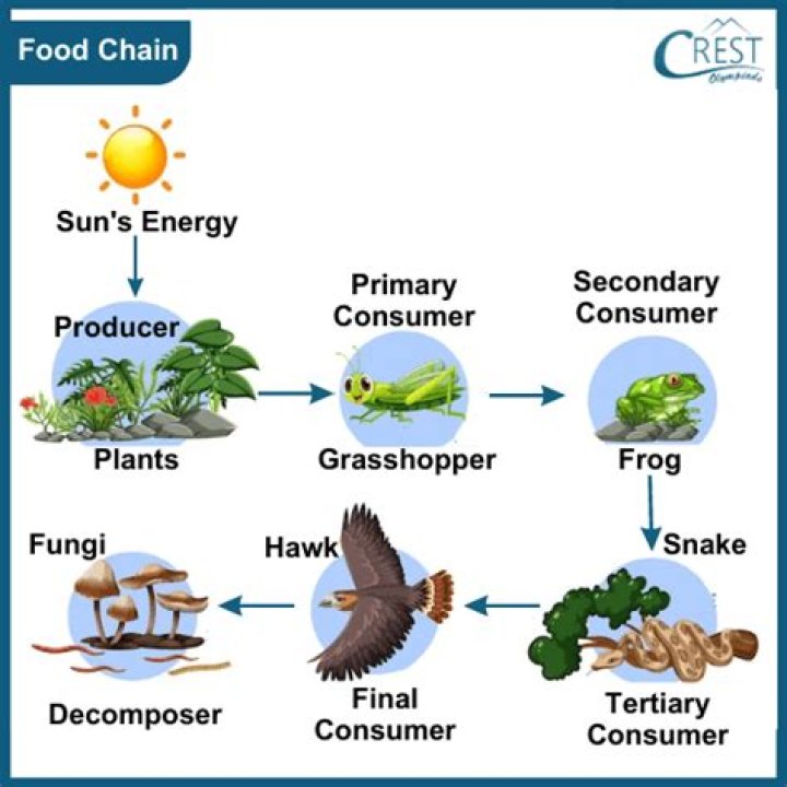 What are plants called in a food chain?
