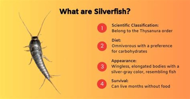 What are predators of silverfish?