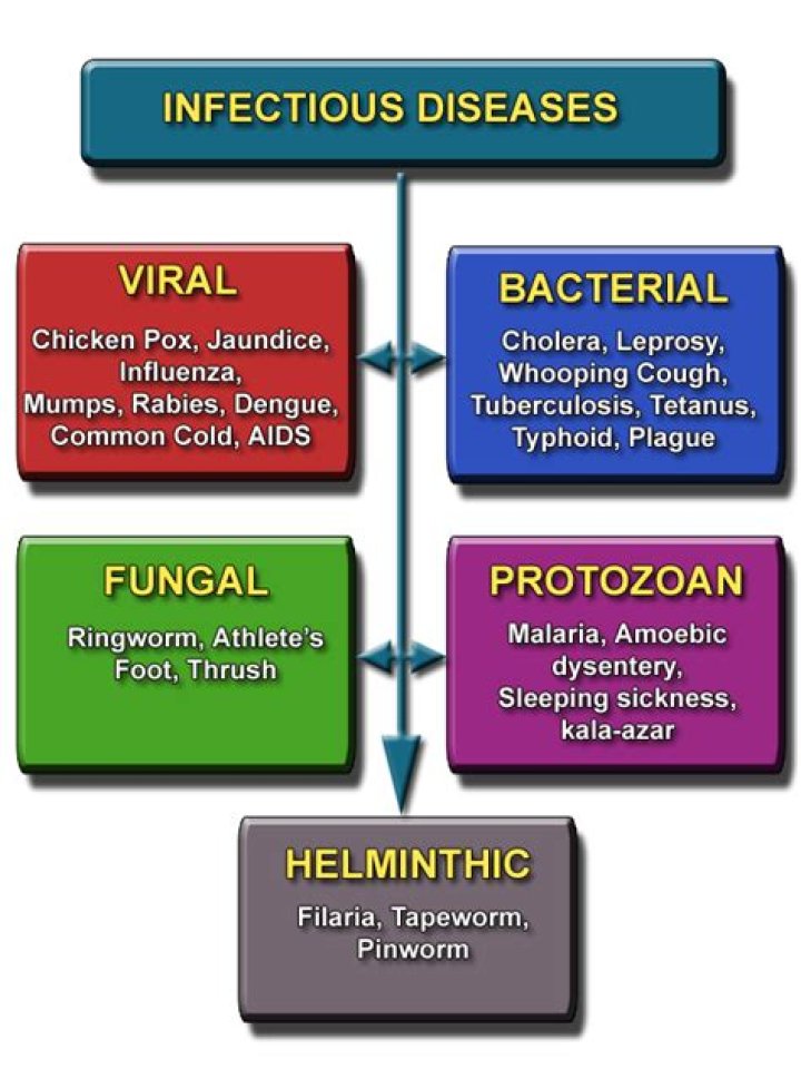 What are the 4 types of diseases?