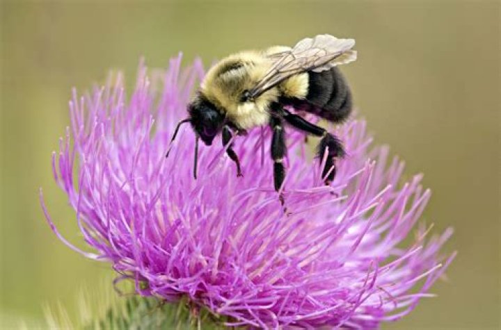 What are the aggressive bees called?