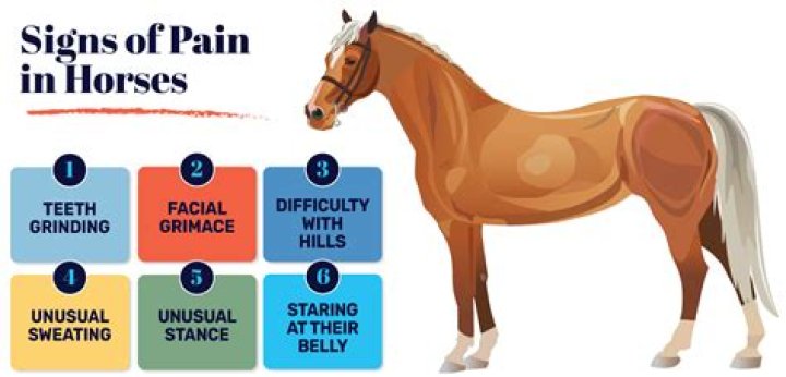 What are the signs of pain in a horse?