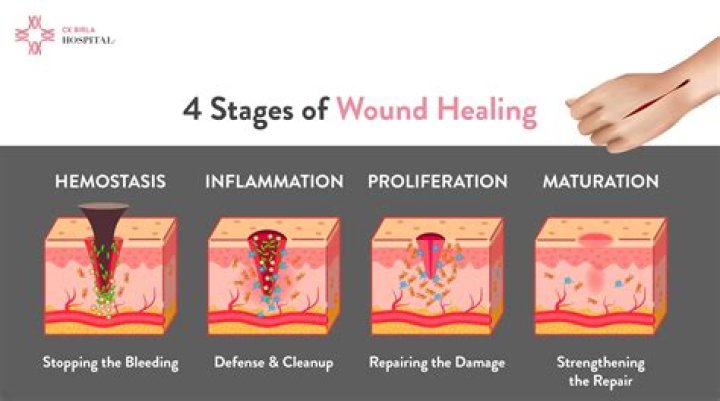 What are the stages of skin healing?