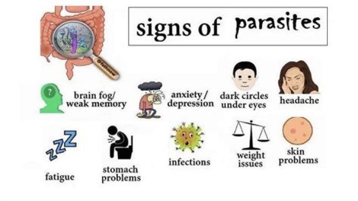 What are the symptoms of skin parasites?