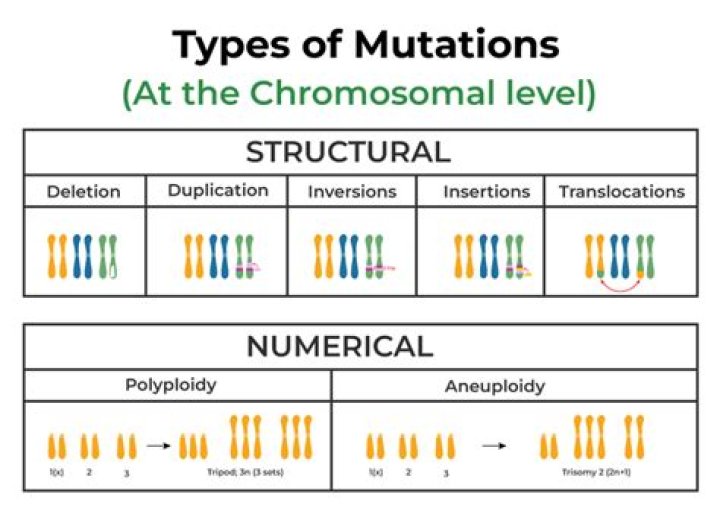 What are the types of chromosome structural mutation?