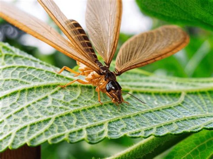 What attracts termites with wings?