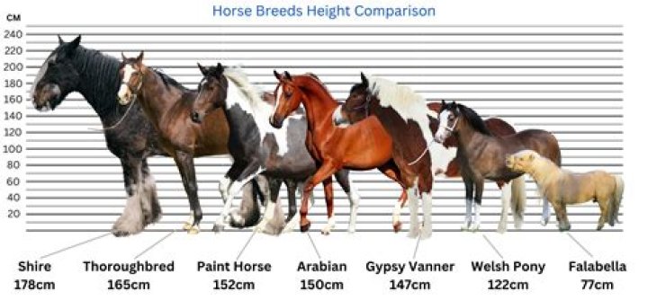 What breed are the Queen's black horses?