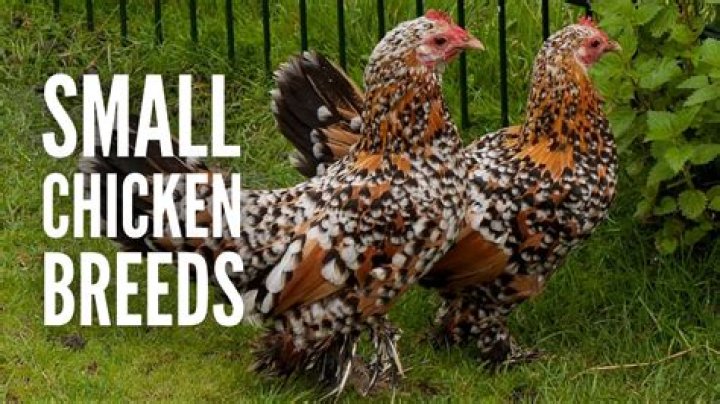 What breed of chicken does Purdue use?