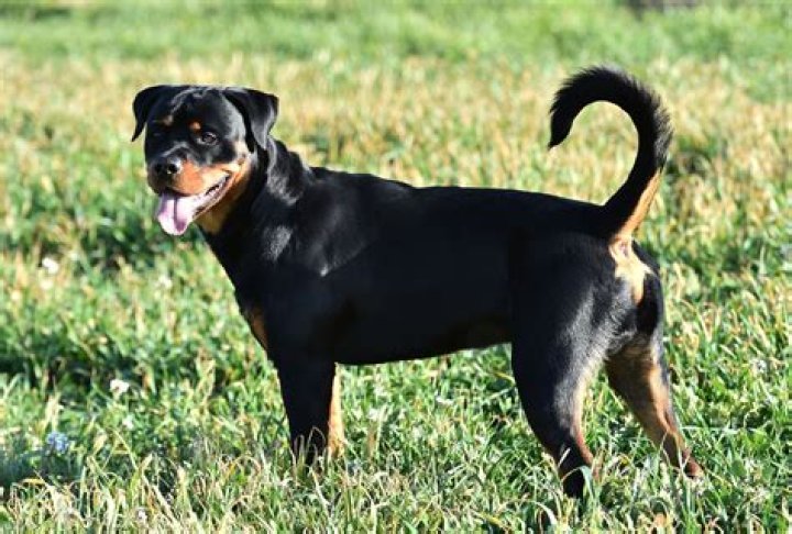 What breeds of dogs get their tails docked?