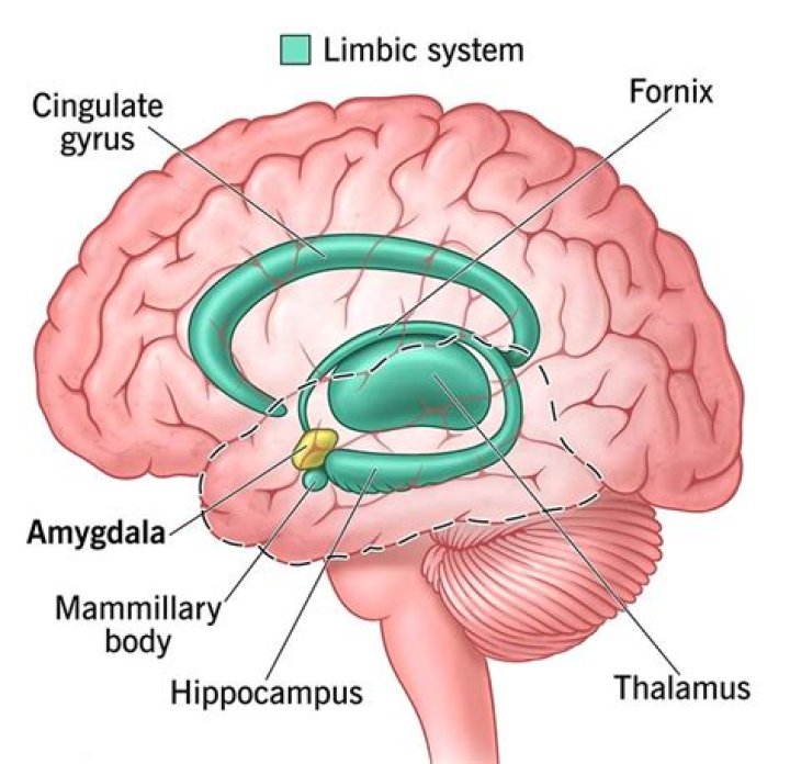 What calms the limbic system?