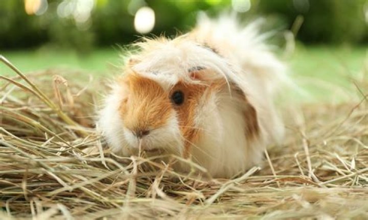 What can guinea pigs chew on?