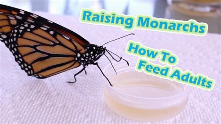 What can I feed a butterfly?
