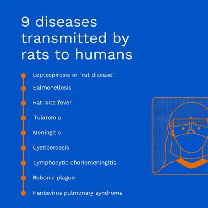 What can rat urine do to humans?