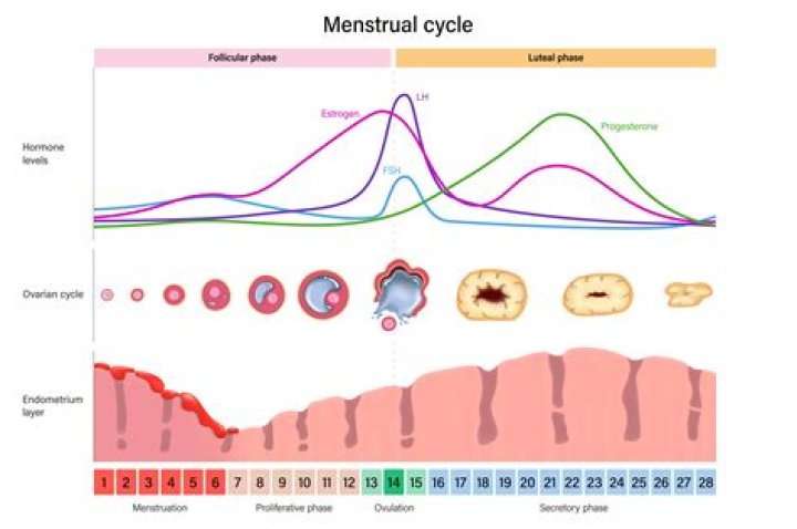 What can throw off a menstrual cycle?
