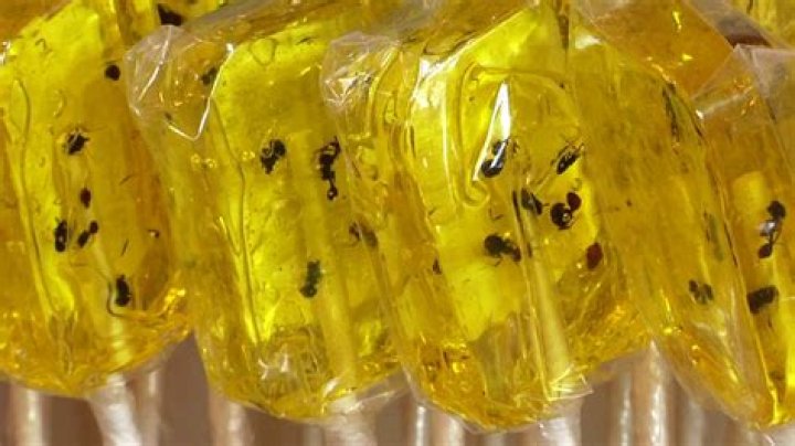 What candy is made from bugs?