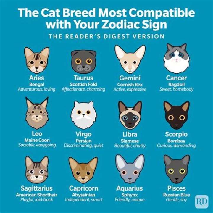 What cat is Capricorn?