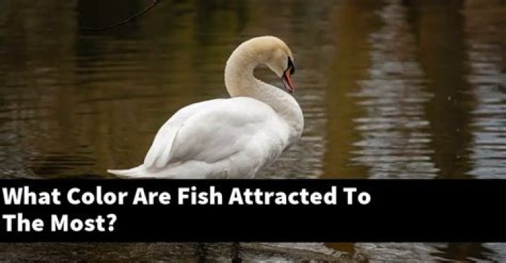 What color are fish attracted to the most?