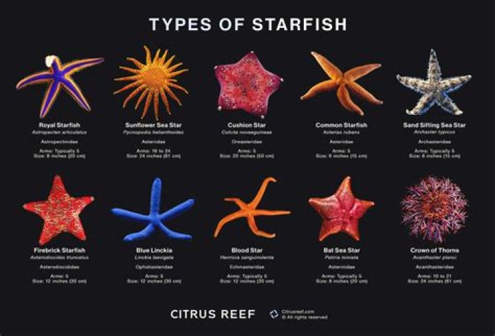 What color is a dead starfish?